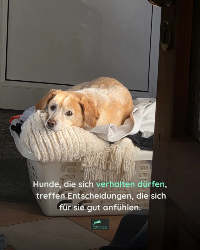 Viele Dinge, die als „Ungehorsam“ bezeichnet werden, sind in Wirklichkeit einfach Hunde, die für ihr Wohlbefinden sorgen.

Weich. Warm. Sicher. 💚☀️👌

Hunde, die sich verhalten dürfen, treffen Entscheidungen, die sich für sie gut anfühlen.

Verständnis für Bedürfnisse schafft Sicherheit und Vertrauen‼️

#Bedürfnisorientiert
#Hundeverhalten
#HundeVerstehen
#PositiveReinforcement
#Gewaltfrei
#Hundetraining
#Hundealltag
#Wohlbefinden
#Bindungspartner
#Friesendogs
