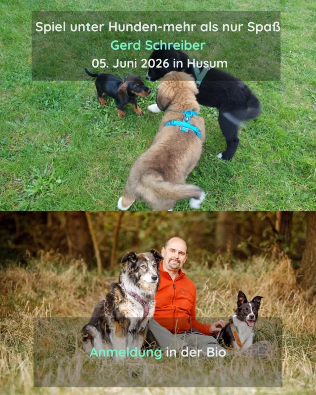 Das erwartet dich im Vortrag
„Spiel unter Hunden – mehr als nur Spaß“ 

Oder anders gesagt:
Der Moment, in dem man daneben steht und denkt:

„Spielen die noch?“
„Warum zieht er ihm am Ohr?“
„Warum rennt er schon wieder hin, obwohl ich ihn gerade ‚gerettet‘ habe?“ 😅
„Warum macht meiner so doll?
"Die wedeln doch, scheint alles ok zu sein"
„Soll ich eingreifen?“

Gemeinsam schauen wir auf:
• Körpersprache & Spielsignale
• Dynamiken zwischen Hunden
• Pausen & Rollenwechsel
• Stress- und Übersprungssignale
• soziale Kommunikation im Spiel
• Missverständnisse zwischen Hunden
• die Frage, wann Unterstützung sinnvoll sein kann
• faire Spielbegleitung im Alltag

Mit vielen Praxisbeispielen, Videoanalysen und Raum für Fragen.

📍05. Juni 2026 bei Husum
🎤 mit Gerd Schreiber

Infos & Anmeldung über den Link in der Bio.

#hundespiel #spielunterhunden #hundeverhalten #hundeverstehen #körpersprachehund #hundekommunikation #hundetraining #bedürfnisorientiert #fairtrainieren #positivetrainieren #gewaltfreieshundetraining #hundealltag #lebenmithund #friesendogs #hundeschule #ibh #gerdschreiber #hundebegegnung #socialwalk #husum #schleswigholstein