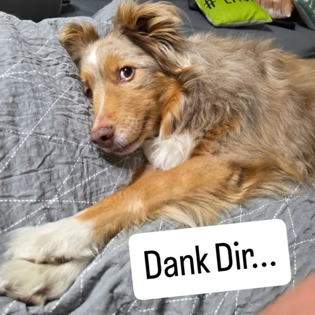 Dank Dir…

habe ich gelernt:

genauer hinzusehen.

alles zu hinterfragen, was sich falsch anfühlt.

mir selbst Wissen anzueignen.

mich nicht zufriedenzugeben mit halben Sachen.

weiter zu suchen.

an Dich zu glauben.

mir zu vertrauen.

mich nicht abwimmeln zu lassen und

den eingeschlagenen Weg immer weiter zu gehen.

Aus dem Wunsch heraus, Dir zu helfen und zu verstehen, warum es Dir oft so schlecht geht, bin ich eine bessere Hundemama geworden, auch eine bessere Trainerin
und hoffentlich ein etwas besserer Mensch.

Das mit Dir hat mein Leben auf den Kopf gestellt und heute weiß ich, dass ich mein altes Ich nicht zurückmöchte.

Für mich bist Du nicht mehr zu viel und die Zeiten, in denen ich Dich verändern wollte sind zum Glück vorbei.

Du bist Du und das ist mehr als genug❤️

#hundeliebe
#bedürfnisorientiert
#bindungstattausbildung
#fairnessfürhunde
#positivetrainingswege
#gewaltfreieshundetraining
#hundeverstehen
#hundetrainerin
#hundegefühle
#lebenmithund
#hundealltag
#sensiblehunde
#hundemenschen
#hundegesundheit
#gemeinsamstark
#vertrauen
#authentisch
#friesendogs
#mehralseinhund