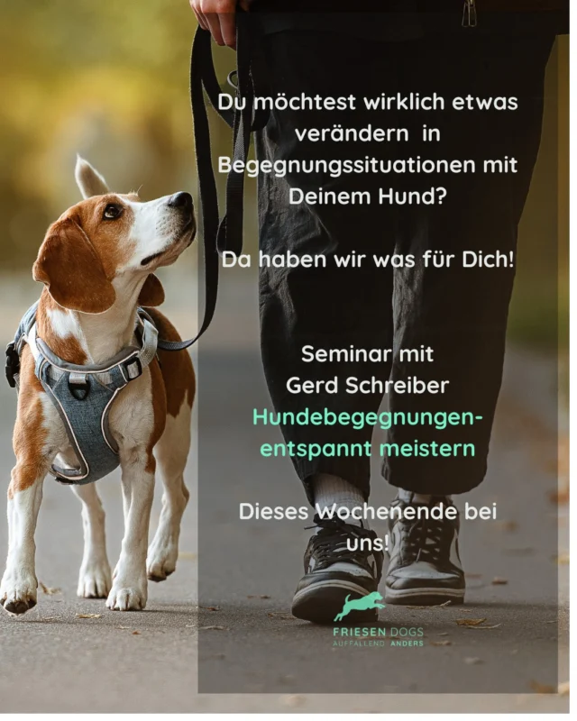 Du möchtest etwas verändern?
Du möchtest deinem Hund helfen, sich in Begegnungen anders verhalten zu können?

Vielleicht hast du schon vieles ausprobiert.
Vielleicht fühlst du dich manchmal hilflos, angespannt oder unsicher.
Vielleicht wünschst du dir einfach wieder mehr Ruhe und Orientierung im Alltag.

Genau dort möchten wir ansetzen.

An diesem Wochenende begleitet euch Gerd Schreiber bei unserem Seminar
„Hundebegegnungen entspannt meistern“.

Bedürfnisorientiert.
Kleinschrittig.
Fair.
Alltagsnah.

Für Hunde und Menschen, die nicht perfekt sein müssen — sondern gemeinsam einen Weg finden möchten. 🐾

Es sind noch wenige Plätze frei.

Link in der Bio 

https://www.friesendogs.de/kurs/praxiswochenende-mit-gerd-schreiber/

Wir freuen uns auf Dich!

#hundebegegnung
#hundebegegnungen
#positiverocks 
#unsichererhund
#angsthund
#bedürfnisorientiert
#positivetrainieren
#hundetraining
#hundealltag
#friesendogs
#husum
#nordfriesland
#ibh
#hundeschule