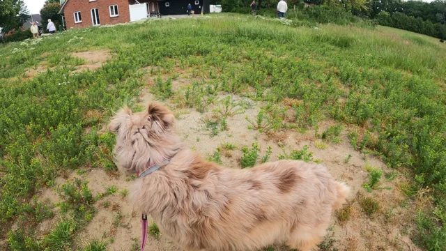 Tag 1 des Seminares "Hundebegegnungen entspannt meistern" liegt hinter uns.💪

Meiner Meinung nach viel zu schnell☺️

Ganz viel Praxis, in der wir ganz viel über uns und unsere Hunde erfahren und viele tolle positive Erfahrung sammeln konnten hat uns geradezu beflügelt.☺️🤗🤩

Die Theorieeinheiten gaben uns das passende Hintergrundwissen und so manchen Aha-Effekt. 

Lieber @hundetraining_hund_und_wir , wie toll dass Du zu uns in den Norden gekommen bist!

Wir freuen uns auf morgen☀️

#hundebegegnungen #begegnungstraining #gemeinsamwachsen #wobbenbüll #hundetraining