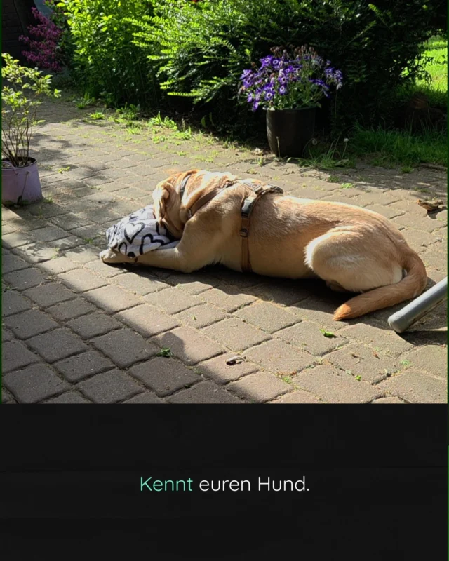 Auch dein Hund kann entspannt in der Sonne liegen. ☀️🐾

Und trotzdem kann es Tage geben, an denen genau das schwerfällt.

Das Spannende ist, dass Beschwerden sich bei Hunden oft ganz anders zeigen, als wir Menschen erwarten.

Viele Menschen denken dabei zuerst an Humpeln, Jaulen oder andere deutlich sichtbare Veränderungen.

Dabei gibt es häufig schon vorher kleinere Veränderungen im Verhalten, die leicht übersehen werden können.

Manche Hunde schlafen schlechter.
Manche kommen schwerer zur Ruhe.
Manche reagieren plötzlich schreckhafter oder schneller genervt als sonst.
Manche können sich schlechter konzentrieren.
Andere verändern kleine Gewohnheiten, die uns zunächst gar nicht auffallen.

Genau deshalb finde ich es so wichtig, das normale Verhalten des eigenen Hundes gut kennenzulernen.

Denn oft sind es nicht die großen, dramatischen Veränderungen, die uns Hinweise geben sondern die kleinen Dinge.

Der Hund, der plötzlich nicht mehr so gerne spazieren geht.
Der Hund, der häufiger aufsteht und sich wieder hinlegt.
Der Hund, der gereizter wirkt als sonst.
Der Hund, der sich schwerer auf Training oder Alltag konzentrieren kann.

Nicht jede Verhaltensänderung bedeutet automatisch Schmerz oder Krankheit!

Aber jede Verhaltensänderung verdient es, ernst genommen zu werden.

Kennt euren Hund.💚

Oft sind es die kleinen Veränderungen, die uns die wichtigsten Hinweise geben.

Und wenn ihr euch fragt: „Ist das eigentlich normal?“ – dann lohnt es sich, genauer hinzuschauen oder gemeinsam mit Fachleuten nach Antworten zu suchen. 

#friesendogs
#hundeverhalten
#hundeverstehen
#bedürfnisorientierteshundetraining
#positiveshundetraining
#verhaltensberatung
#hundegesundheit
#lebenmithund
#hundealltag
#hundetrainerin
#nordfriesland
#hundeliebe
#hundehalter
#achtsamermithund
#verhaltenistinformation