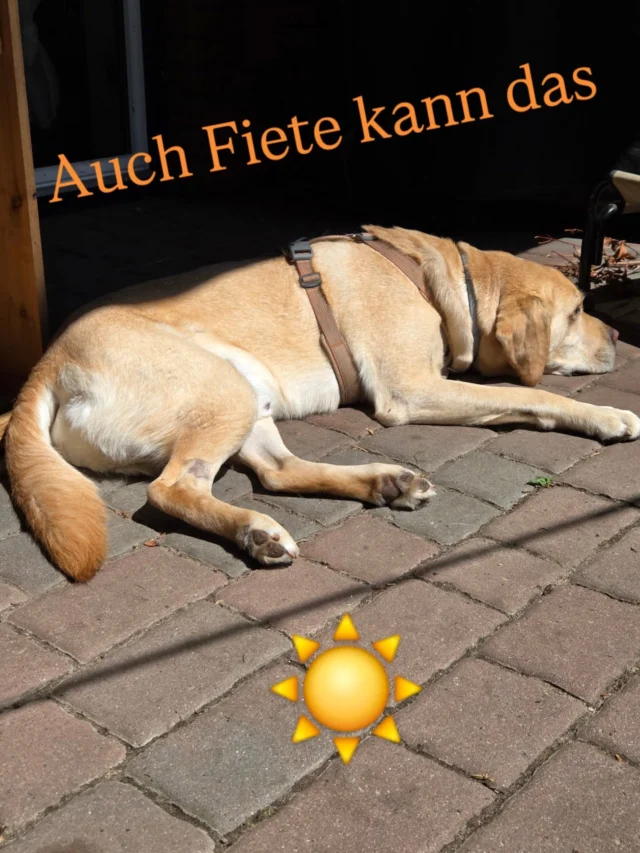 Auch Fiete kann entspannt in der Sonne liegen. ☀️🐾

Es gab in den letzten Monaten viele Tage, an denen ihm genau das schwerfiel bzw er gar nicht runterkommen konnte.

Schmerzen, körperliches Unwohlsein oder andere Belastungen können die Fähigkeit zur Entspannung deutlich beeinflussen.

Deshalb frage ich bei Fiete nicht zuerst:

„Wie bekomme ich das Verhalten weg?“

Sondern:

„Was könnte meinen Hund gerade daran hindern, zur Ruhe zu kommen?“

Wenn Hunde nicht zur Ruhe kommen können, lohnt sich oft ein Blick auf das Warum. 

Verhalten ist  eine wertvolle Information darüber, wie es einem Hund gerade geht.

Nur wenn wir hinsehen und verstehen lernen können wir helfen.

Und meine Aufgabe als Halterin ist es dafür zu sorgen, dass es ihm gut gehen kann.❤️

#friesendogs #hundeverhalten #hundeverstehen #bedürfnisorientierteshundetraining #schmerzenbeimhund