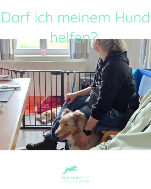 Plötzlich steht man da:

Der Hund ist unsicher, hat Angst, sucht Nähe, ist stark gestresst oder kommt mit einer Situation gerade nicht gut zurecht.

Und dann entsteht die Frage:

Mache ich es schlimmer, wenn ich helfe?

Die Antwort ist nicht ganz so einfach.

Denn Unterstützung ist keine Einheitslösung.
Nicht jede Form der Unterstützung hilft jedem Hund.
Und nicht jede Situation braucht dasselbe.

Deshalb lohnt es sich hinzusehen:

Wie verhält sich der Hund?
Wird er durch ein Angebot ruhiger? Oder steigt die Aufregung gar?

Passt das gerade oder benötigt er vielleicht etwas ganz anderes?

Das Ziel sollte nicht sein, dass Hunde belastende Situationen einfach aushalten müssen.

Das Ziel sollte sein, ihnen zu helfen, sie gut zu bewältigen.

💚 Unterstützung ist kein Verwöhnen.
💚 Unterstützung kann ein wichtiger Teil der Lösung sein.

Welche Erfahrungen hast du gemacht, wenn dein Hund in schwierigen Situationen Unterstützung gesucht hat?

#friesendogs #hundetraining #bedürfnisorientiert #positiveverstärkung #hundeverhalten #verhaltensberatung #hundeverstehen #hundetrainerin #hundeliebe #hundealltag #stressbeimhund #hundemenschteam #lebenmithund #alltagmithund #hundeerziehung
