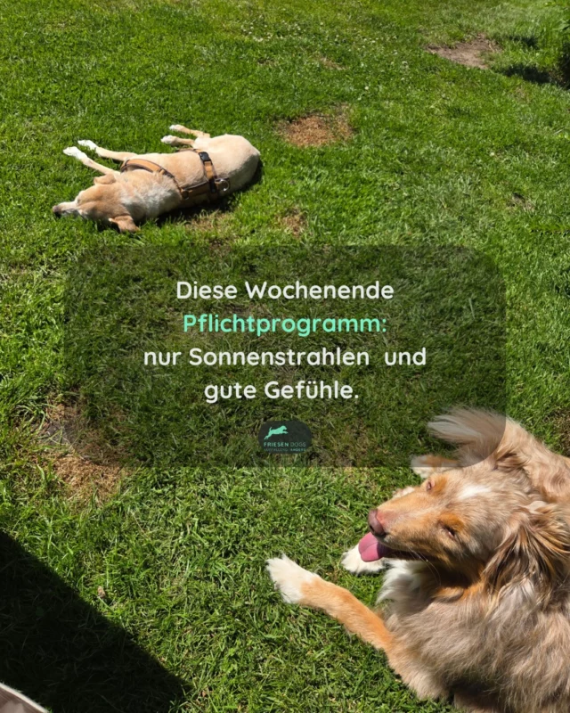 Heute sammeln wir Sonnenstrahlen und gute Gefühle. ☀️🐾

Lernen und Wohlfühlen schließen sich nicht aus.

Im Gegenteil: Ein Gefühl von Sicherheit und Wohlbefinden schafft oft gute Voraussetzungen für Lernen – bei Menschen genauso wie bei Hunden.

Gerade bei diesen Temperaturen darf Selfcare ruhig Priorität haben.

Für uns bedeutet das heute:
🌿 Schattenplätze
💧 ausreichend Wasser
🐾 wenig Action
☀️ viele Pausen
💚 und einfach mal die Seele baumeln lassen

Nicht jeder Tag muss produktiv sein.

Manchmal reicht es, gut für sich zu sorgen. Und das solange, wie es eben braucht💚

#hundeliebe #hundetraining #lernenmithund #positiveemotionen #wohlbefinden #selbstfürsorge #sommermithund #hundeglück #friesendogs #nordfriesland