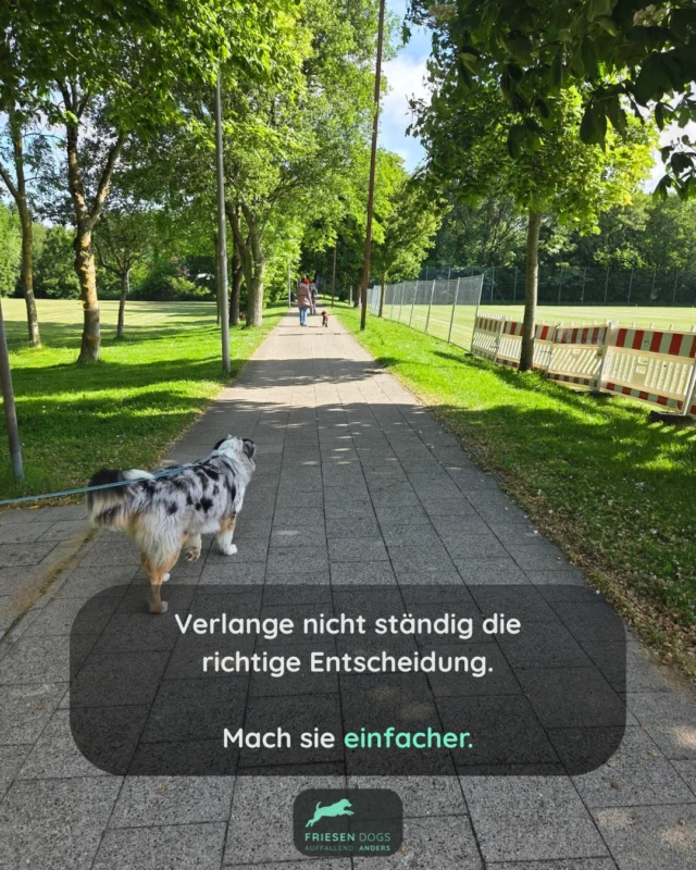 Gutes Training beginnt nicht mit mehr Anforderungen.

Sondern mit besseren Voraussetzungen. 

#Hundetraining #PositiveVerstärkung #Bedürfnisorientiert #FriesenDogs #hundewissen