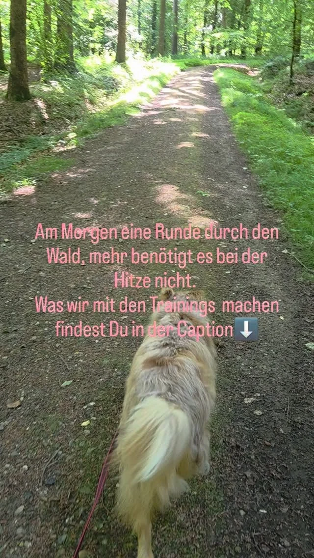 Bei diesen Temperaturen darf es für unsere Hunde gerne etwas ruhiger werden, denn die Bedürfnisse verändern sich bei Hitze einfach.

💧 Viel Wasser und Schatten anbieten
🌿 Spaziergänge in die kühlen Morgen- oder Abendstunden legen
🧡 Ruhe, Kauen, Schlecken, Kuscheln oder einfach gemeinsam entspannen
👀 Genau hinschauen: Was braucht mein Hund heute?

Auf Ballspiele, Fahrradfahren, wilde Rennspiele oder anspruchsvolle Suchaufgaben verzichten wir bei dieser Hitze lieber. Schnüffelangebote gibt es, wenn überhaupt, in den kühlen Morgen- oder Abendstunden.

Auch unsere Trainings werden diese Woche an die Temperaturen angepasst. Je nach Thema treffen wir uns online, machen Theorie und üben ohne Hunde. Alle Teilnehmenden werden selbstverständlich separat informiert. 💚🐾

#bedürfnisorientiert #sommermitHunden #lebenmithund #hundetrainerin #verhaltensberaterin