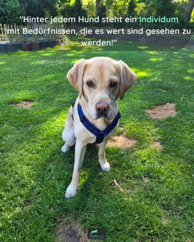 🧡

#hundeverstehen #deinhund  #hundetraining #friesendogs #ibh