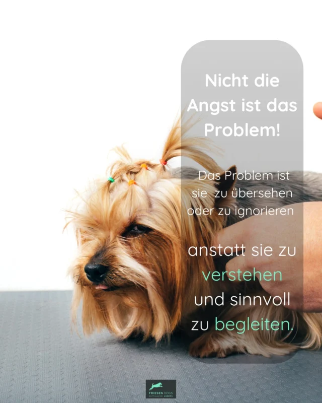 Viele Hundehalter*innen haben schon einmal gehört:

„Tröste deinen Hund nicht. Sonst verstärkst du seine Angst.“

Zum Glück ist es nicht so einfach.

Du darfst deinen Hund unterstützen.

Wichtig ist nur, wie du ihn unterstützt und wie dein Hund darauf reagiert.

Beobachte ihn.

Nimm seine Signale ernst.

Passe deine Unterstützung an seine individuellen Bedürfnisse an.

Starre Regeln und Pauschalaussagen sind hier nicht hilfreich!

Es geht darum, deinen Hund zu kennen/kennen zu lernen um ihn so unterstützen zu können, wie er es benötigt. Das kann in verschiedenen Situationen verschiedene Möglichkeiten bedeuten!

Fakt ist- Du kannst durch etwas angenehmes (für Deinen Hund) nicht die Angst schlimmer machen!!!

Und wenn du unsicher bist, sprich mich einfach an. Ich helfe dir gerne dabei, deinen Hund besser zu verstehen.😊

#FriesenDogs #LerneDeinenHundKennen #Hundeverstehen #Bedürfnisorientiert #Hundetraining #Hundeverhalten #Verhaltensberatung #Hundewissen #PositiveVerstärkung #AngstBeimHund #Hundekörpersprache #BindungStattDruck #GewaltfreiTrainieren #WissenschaftImHundetraining #Hundealltag