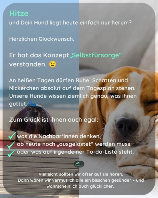 Unsere Hunde erinnern uns manchmal daran, dass Pausen kein Luxus sind. 💚

Gerade an heißen Tagen darf es ruhig etwas weniger sein.

#hundetraining #bedürfnisorientiert #positiveshundetraining #hundeverhalten #hundeliebe #sommermithund #hitzebeimhund #alltagmithund #friesendogs #hundegesundheit