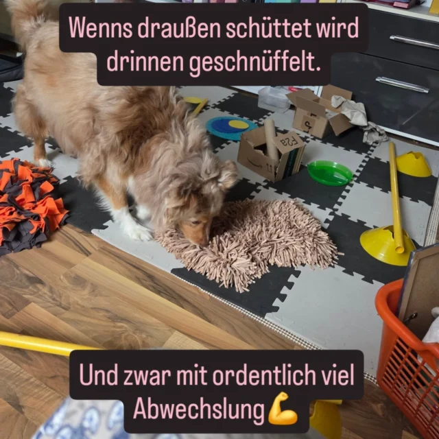 „Therapeutische Futtersuche"
: Bei Wind und Wetter eine Bereicherung – gestern kombiniert mit Cavaletti-Training für Milas Physio. Langeweile ade!

Wir lieben es😊

#therapeutischeFuttersuche #Hundebeschäftigung #bedürfnisorientiert #hundetraining
#husum