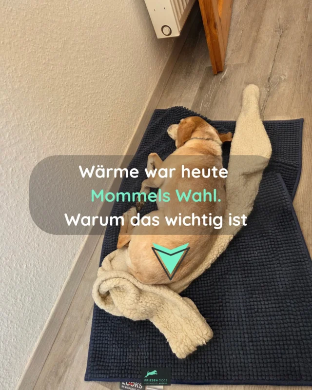 Es war ein Angebot, das Mommel sofort angenommen hat: eine Wärmflasche. ☀️

Mommel geht es gerade nicht gut.
Bis zu unserem Tierarzttermin sind es noch sechs Stunden. Um ihm die Zeit ein bisschen leichter zu machen, habe ich ihm – zusätzlich zu seiner Bedarfsmedikation – verschiedene Möglichkeiten angeboten. Die Wärmflasche hat er sich sofort ausgesucht.

Angebote können angenommen werden – sie müssen es aber nicht.

Und genau das macht sie so wertvoll.❗

Wenn wir unseren Hunden die Möglichkeit geben zu wählen, können sie uns zeigen, was sie gerade brauchen.

Bedürfnisse zu vermuten, wahrzunehmen und – wann immer es möglich ist – darauf einzugehen, ist keine besondere Form der Fürsorge. Es sollte selbstverständlich sein.❗

Nicht jedes Bedürfnis ist sofort offensichtlich. Umso wichtiger ist es, hinzusehen, Angebote zu machen und auszuprobieren, was unserem Hund guttut. ❤️

#bedürfnisorientiert #hundeverstehen #hundeverhalten #verhaltensberatung #hundetraining #positiveverstärkung #angebotefürhunde #wahlmöglichkeiten #tierwohl #fürsorge #friesendogs