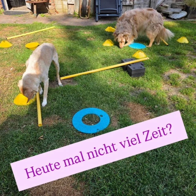 Das geht uns alles so!
Aber auch mit wenig Zeit kann man für die Hunde etwas anbieten, das sich schnell und einfach in den Alltag integrieren lässt.

Gerade Schnüffelspiele eignen sich dafür besonders. Natürlich gerade dann, wenn Dein Hund es liebt😉
Hier seht ihr meine Hunde bei der Futtersuche.
Der Rahmen ist klein und simpel gehalten.
Schnell auf- und wieder abgebaut.

Eine kurze  Einheit von was auch immer  ist besser als gar keine😉

#beschäftigung #zufriedenheit #ideen #kleinerrahmen #enrichment
