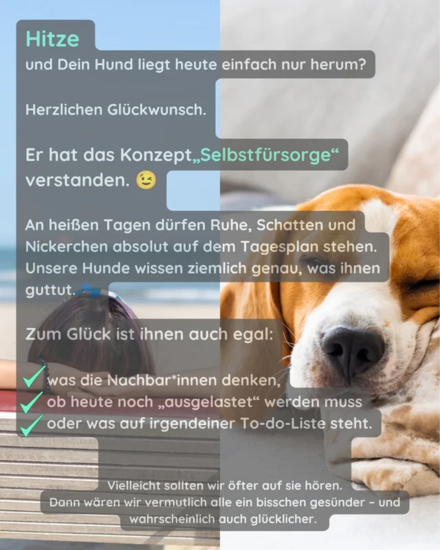 Heute ist Hitzefrei!

#schatten #ausruhen #hundhundseinlassen #verantwortung #zuheiß