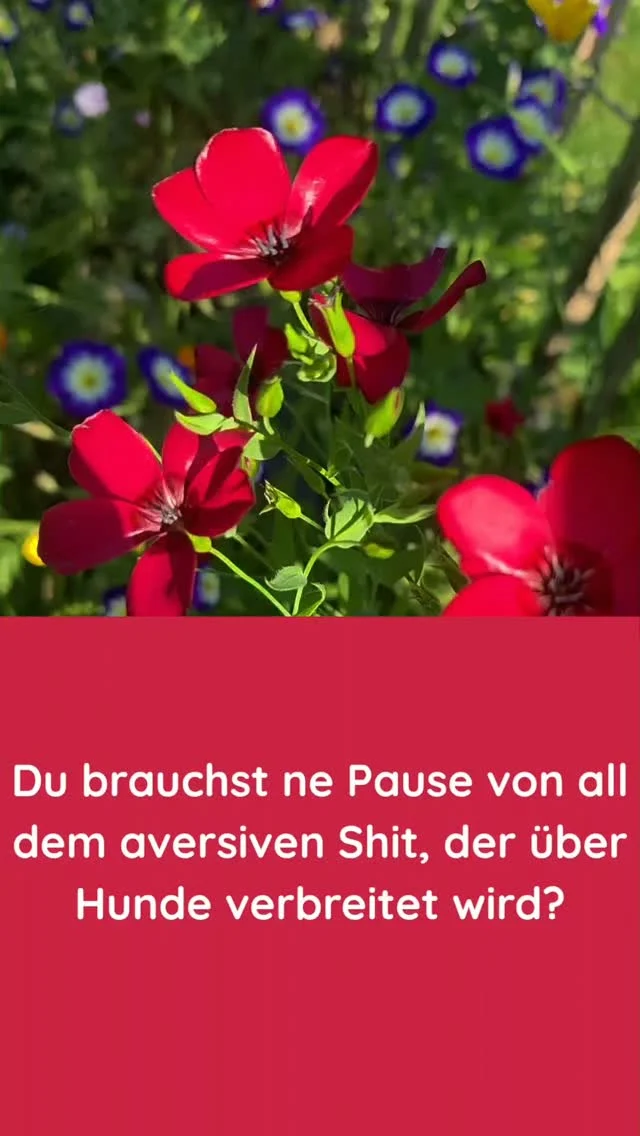 #beisichbleiben #erholung #fürsichsorgen #positiveshundetraining #bedürfnisse