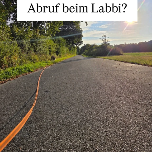 Den Abruf üben wir regelmäßig und belohnen ihn immer PUNKT!

Dein Hund kann das auch😉👍

#abruf #hundetraining #belohnung #faireshundetraining #positivrocks