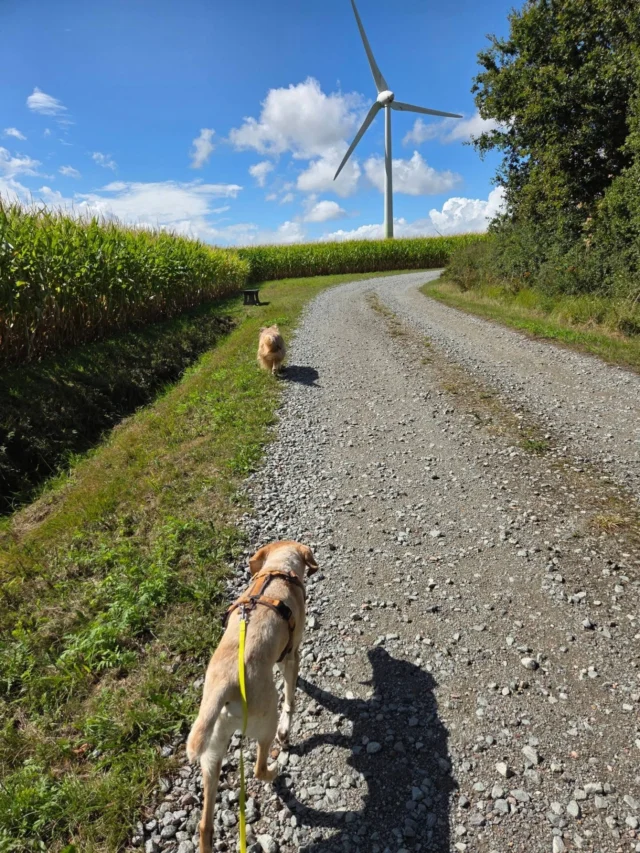 Gemeinsam unterwegs- meine Lieblingsworte 🥰

#gemeinsamunterwegs #lebenmithund #hundemenschteam #bedürfnisorientiert #friesendogs 🐾