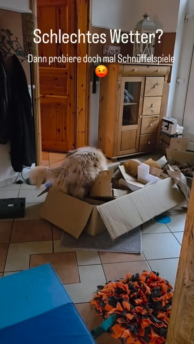 Ok, cool war sie eigentlich schon immer😎Ich brauchte nur etwas um das zu erkennen und händeln😊

Für schlechtes Wetter könnt ihr ganz easy und mega effektiv auf Schnüffelspiele zurückgreifen. 

Ob als Mahlzeit oder zwischendurch hängt von den Vorlieben eures Hundes so wie eurem Tagesablauf ab.
Egal ob Trockenfutter oder Nassfutter.

Heute morgen ist dies für uns der Spaziergangersatz weil es seit Stunden schüttet.

Im Oktober startet bei uns der neue Kurs zur Therapeutischen Futtersuche.😉

#futtersuche #enrichment #schnüffelspiele #schlechteswetter #einfachmachen